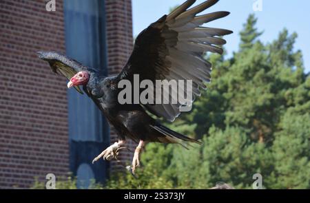 Putengeier vom Falkenhof Potsdam auf einem Baumstumpf Stockfoto