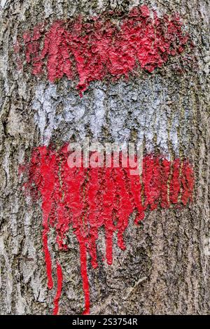 Die rot-weißen Markierungen für einen Wanderweg sind auf einem Baum gemalt. Österreich Stockfoto