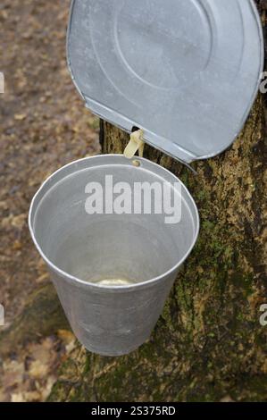 Metalleimer an einem Wasserhahn in einem Zuckerahorn befestigt. ahornsaft wird gesammelt, um Ahornsirup herzustellen. Ontario Kanada. Stockfoto