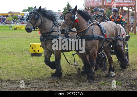 Titanen der Rennbahn in Brueck, Brandenburg Stockfoto