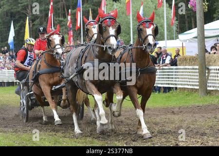 Titanen der Rennbahn in Brueck, Brandenburg Stockfoto