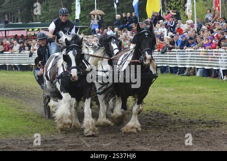 Titanen der Rennbahn in Brueck, Brandenburg Stockfoto