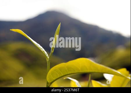 Landschaftsansicht der BOH Teeplantage in den Hügeln des Cameron Highlands in der Nähe von Tanah Rata in Pahang, Malaysia. Stockfoto