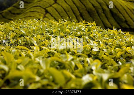 Landschaftsansicht der BOH Teeplantage in den Hügeln des Cameron Highlands in der Nähe von Tanah Rata in Pahang, Malaysia. Stockfoto