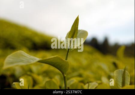 Landschaftsansicht der BOH Teeplantage in den Hügeln des Cameron Highlands in der Nähe von Tanah Rata in Pahang, Malaysia. Stockfoto