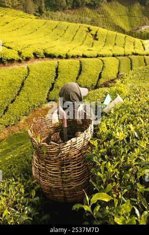 Landschaftsansicht der BOH Teeplantage in den Hügeln des Cameron Highlands in der Nähe von Tanah Rata in Pahang, Malaysia. Stockfoto