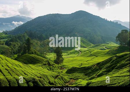 Landschaftsansicht der BOH Teeplantage in den Hügeln des Cameron Highlands in der Nähe von Tanah Rata in Pahang, Malaysia. Stockfoto