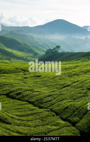 Landschaftsansicht der BOH Teeplantage in den Hügeln des Cameron Highlands in der Nähe von Tanah Rata in Pahang, Malaysia. Stockfoto