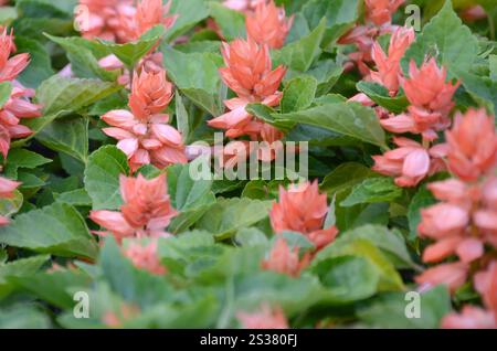 Rote Blüten Salvia prägt wärmeliebende Pflanzen. Jährliche Pflanze schöner Scharlachblüten im Gartenblumenbeet. Rote Blüten Salvia spendet Wärme Stockfoto