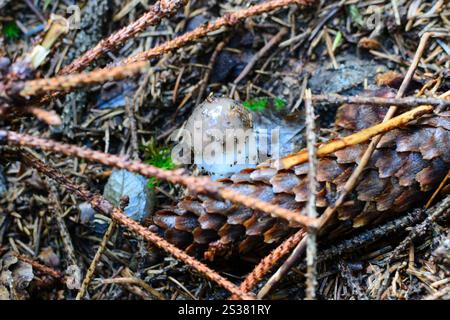 Junger Pilz im Wald bricht durch das Makrofoto des Rasen. Junge Pilze im Wald brechen durch den Rasen Stockfoto
