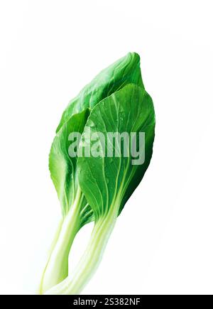 Chinakohl isoliert auf weißem Hintergrund. Chinakohl isoliert Stockfoto