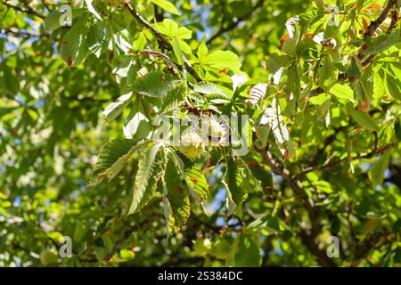 Herbstdornkastanien hängen an einem Baum. Naturfoto. Herbstdornkastanien hängen an einem Baum Stockfoto