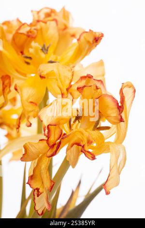 Ein Makrofoto mit leuchtenden Tulpenblüten vor einem sauberen weißen Hintergrund. Ungewöhnliche gelbe Tulpenblüten mit einem orangen Blumenrand nahe an einem Weißen Stockfoto