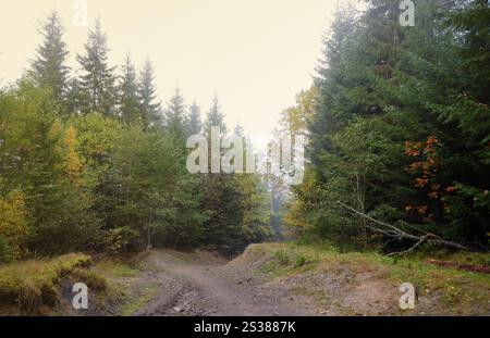 Herrlicher Herbstwald bei Morgensonne. Rote und gelbe Blätter auf Bäumen im Wald. Goldene Waldlandschaft. Herrlicher Herbstwald am Morgen Stockfoto