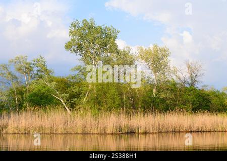 Natur am See, Birken und Schilf, wunderschöne Landschaft. Ohne Menschen. Stockfoto
