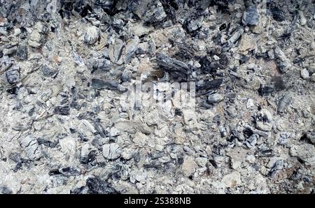 Die Struktur der Asche, die nach dem Feuer auf den grauen Kohlen des Lagerfeuers hinterlassen wurde Stockfoto