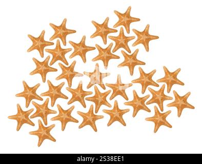 Orangefarbene Seastare isoliert auf weißem Hintergrund. Orangene Seastare isoliert Stockfoto