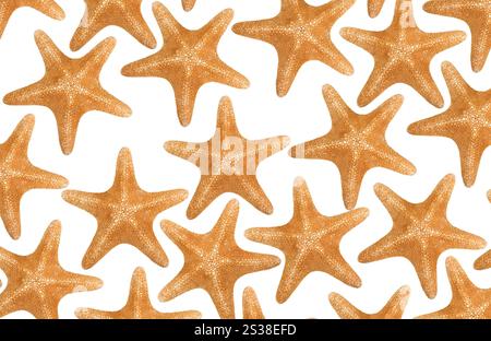 Orangefarbene Seastare isoliert auf weißem Hintergrund. Orangene Seastare isoliert Stockfoto