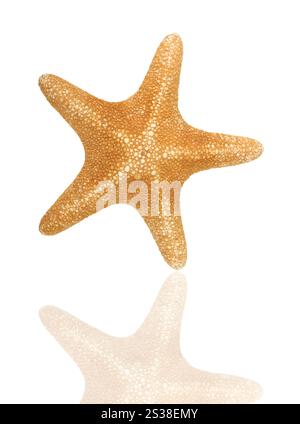 Orangefarbenes Seastar isoliert auf weißem Hintergrund. Orangenseastar isoliert Stockfoto
