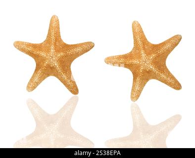 Orangefarbene Seastare isoliert auf weißem Hintergrund. Orangene Seastare isoliert Stockfoto