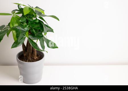 Eine Pachira aquatica Pflanze, die in einem grauen Topf wächst und auf einem weißen Kommode-Tisch in einem Zimmer zu Hause steht Stockfoto