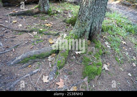 Viele große und sichtbare Wurzeln des alten Baumes im Bergwald aus nächster Nähe Stockfoto