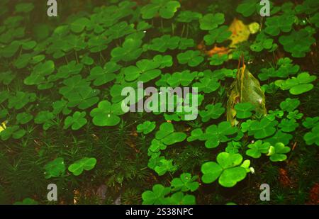 Ein kleines Land im Wald mit hellen Blüte Klee Stockfoto