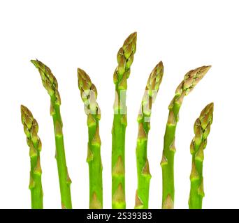 Spargel isoliert auf weißem Hintergrund. Spargel isoliert auf weiß Stockfoto