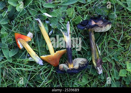 Hygrocybe conica, auch bekannt als die schwärzende Wachskappe, Hexenhut, konische Wachskappe oder konische Schleimkappe, Pilz aus Finnland Stockfoto