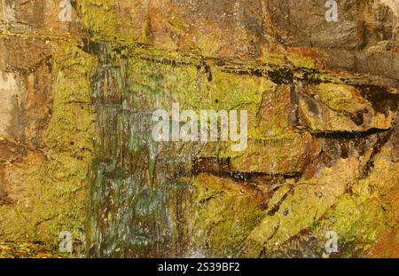Wasserfall zwischen Steinen und Bäumen. Nahaufnahme von Felsbrocken im Wasser. Riesige Steine in grünem Moos. Wunderschöne Landschaft mit schnellem Wasserfall mit kleinen Stockfoto