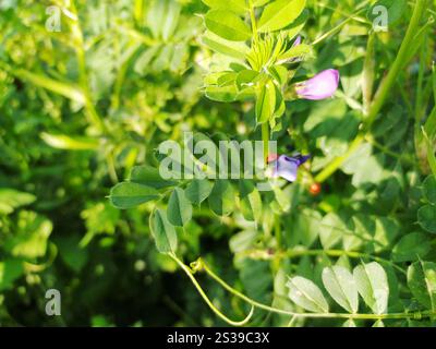 Ein leuchtend roter Marienkäfer liegt auf einer violetten Blume inmitten üppig grüner Blätter und fängt einen Moment der natürlichen Schönheit in einem Garten ein. Stockfoto