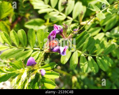 Ein leuchtend roter Marienkäfer liegt auf einer violetten Blume inmitten üppig grüner Blätter und fängt einen Moment der natürlichen Schönheit in einem Garten ein. Stockfoto