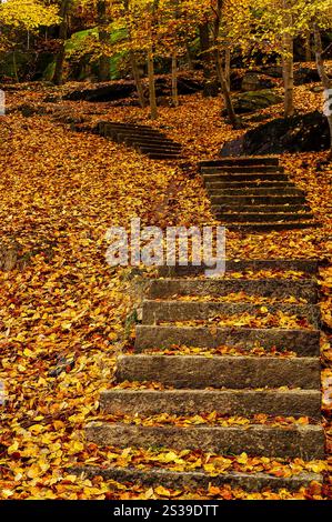 Stufen schlängeln sich durch einen farbenfrohen Herbstwald in Schweden, bedeckt mit einer Decke aus gefallenen Blättern. Die goldenen Farbtöne des Laubs erzeugen eine ruhige Atmosphäre Stockfoto