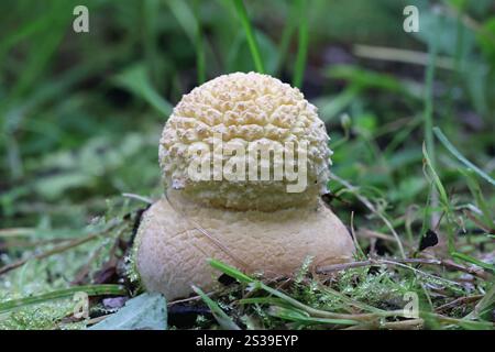 Jungfliegenpilz, Amanita muscaria, auch bekannt als Fliegenamanita, giftiger Pilz aus Finnland Stockfoto