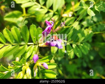 Ein leuchtend roter Marienkäfer liegt auf einer violetten Blume inmitten üppig grüner Blätter und fängt einen Moment der natürlichen Schönheit in einem Garten ein. Stockfoto