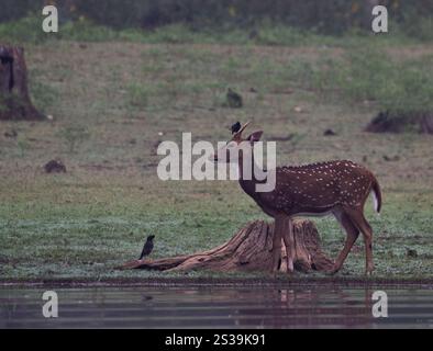 Ein Vogel, der auf einem gefleckten Hirsch in der Nähe des Flusses auf einer Dschungelsafari sitzt. Stockfoto