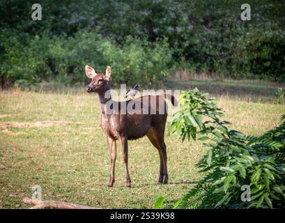 Ein Vogel, der auf einem Sambar-Hirsch sitzt und auf einer Dschungelsafari gesichtet wird. Stockfoto