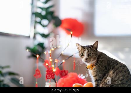 Cat bereitet chinesische Neujahrsfeiern zu Hause vor. Niedliche Hauskatze mit traditionellem Anhänger zum chinesischen Neujahrsfest Stockfoto