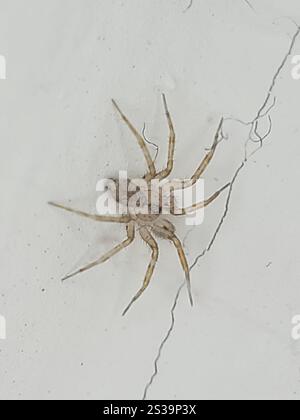 Wandspinne (Oecobius navus) Stockfoto