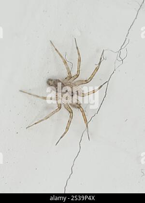 Wandspinne (Oecobius navus) Stockfoto