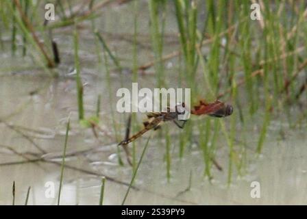 Schlüssellochgleiter (Tramea basilaris) Stockfoto