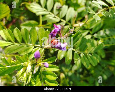 Ein leuchtend roter Marienkäfer liegt auf einer violetten Blume inmitten üppig grüner Blätter und fängt einen Moment der natürlichen Schönheit in einem Garten ein. Stockfoto