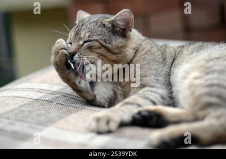 Porträt einer Tabbykatze, die draußen sitzt und sich die Haare leckt und abends auf einem braunen Sofa liegt. Porträt einer Tabbykatze, die sitzt und sich die Haare leckt Stockfoto