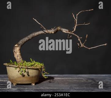 Bonsai der nördlichen Roteiche (Quercus rubra) im Winter. Stockfoto