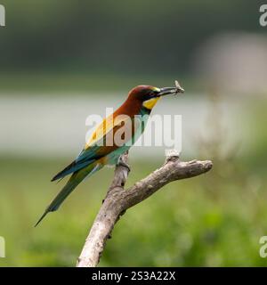 Der europäische Bienenfresser (Merops apiaster) hat gerade eine Biene gefangen. Naturschutzgebiet Isonzo-Flussmündung, Isola della Cona, Friaul Julisch Venetien, Italien. Stockfoto