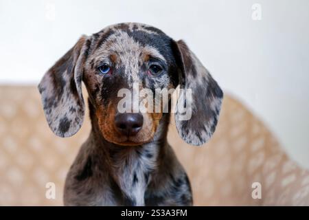 Porträt eines drei Monate alten Harlequin Dachshund mit Heterochromie. Ein Hund mit seltsamen Augen. Stockfoto