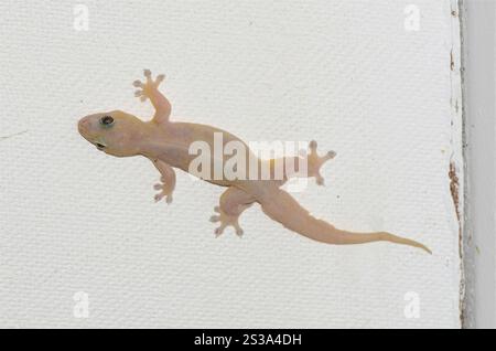 Gecko mit vier Klauen (Gehyra mutilata) Stockfoto