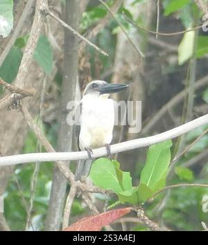 Eisvogel (Pelargopsis melanorhyncha) Stockfoto