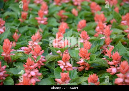 Rote Blüten Salvia prägt wärmeliebende Pflanzen. Jährliche Pflanze schöner Scharlachblüten im Gartenblumenbeet. Rote Blüten Salvia spendet Wärme Stockfoto