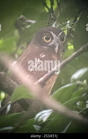 Ockerbauchiges Boobook (Ninox ochracea) Stockfoto